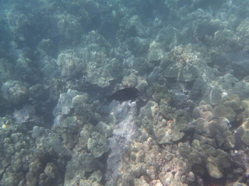 Ctenochaetus hawaiiensis, 2026-04-07