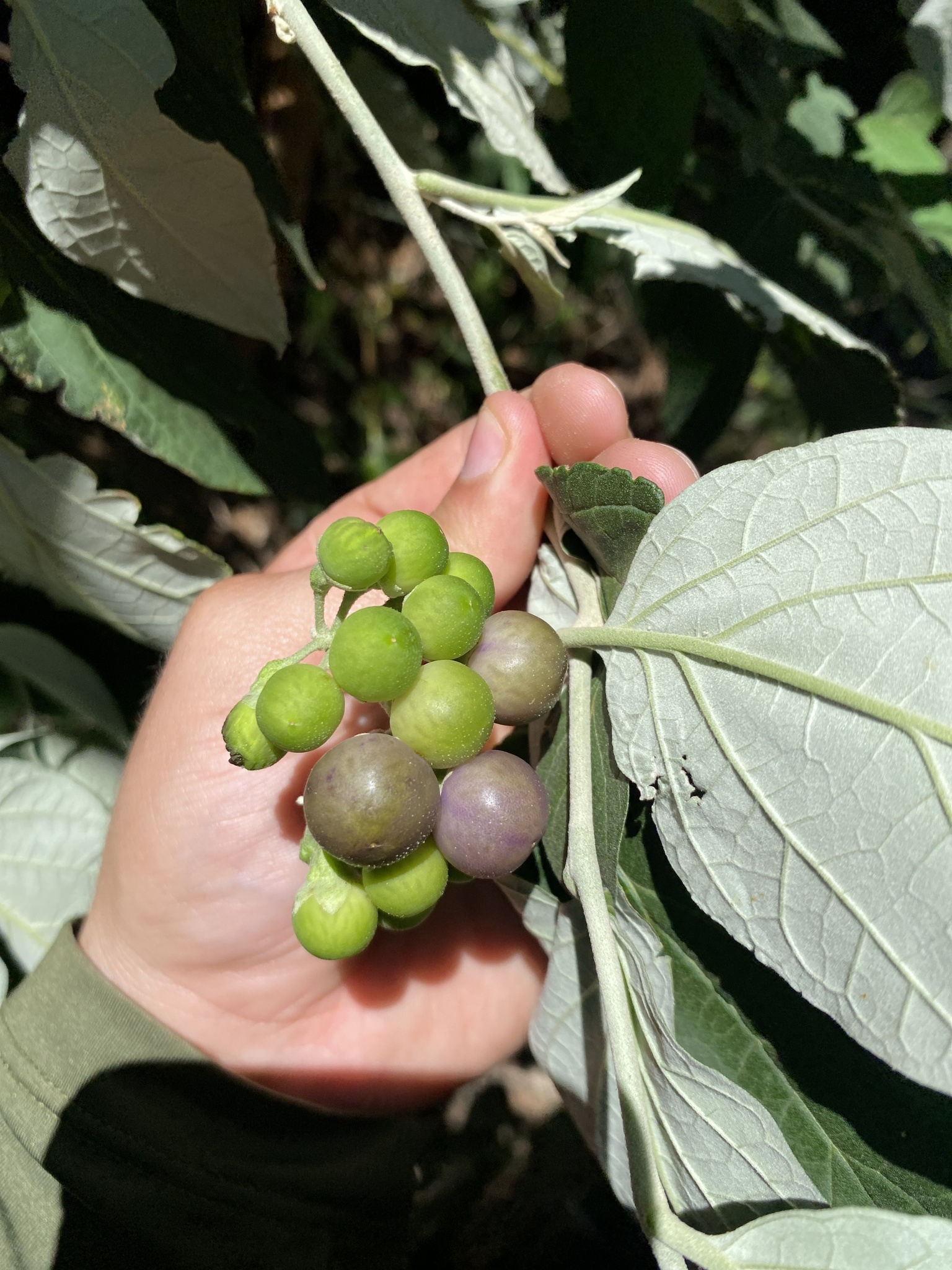Imagem de Solanum schlechtendalianum