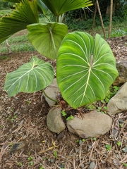 Philodendron gloriosum