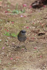 Catharus gracilirostris