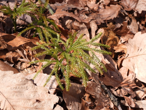 flat-branched tree-clubmoss (Dendrolycopodium obscurum)