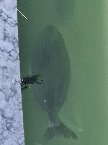 Sarpa salpa