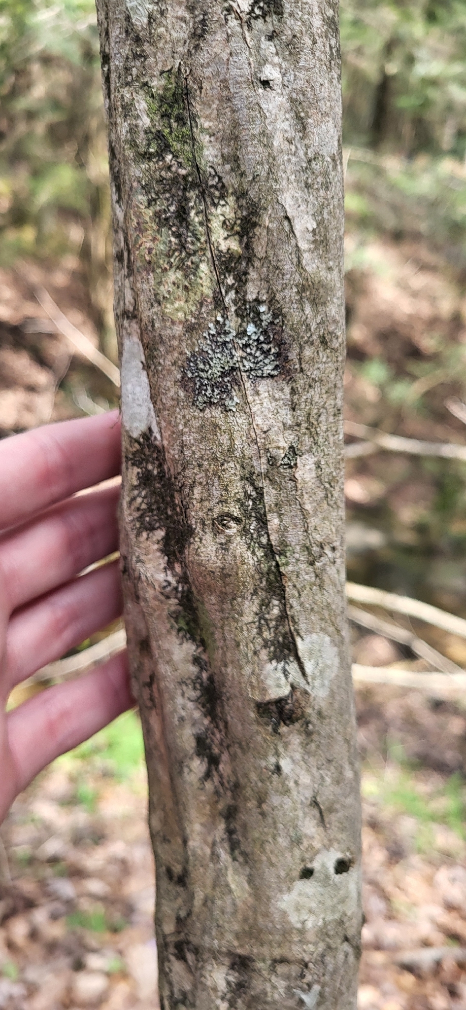 American Hornbeam (Carpinus caroliniana)