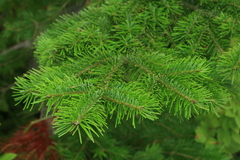 Abies sachalinensis