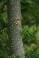 Abies sachalinensis