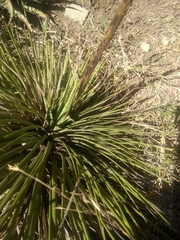 Agave stricta