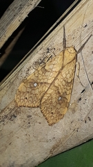 Lophocampa annulosa