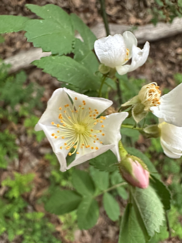multiflora rose (Rosa multiflora)