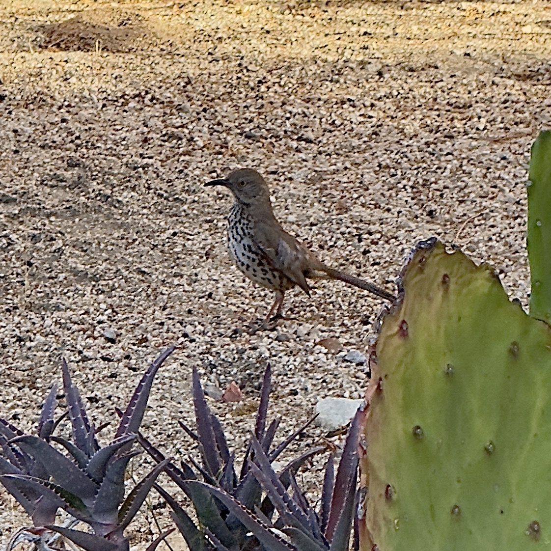 Grey Thrasher (Toxostoma cinereum), photo 5