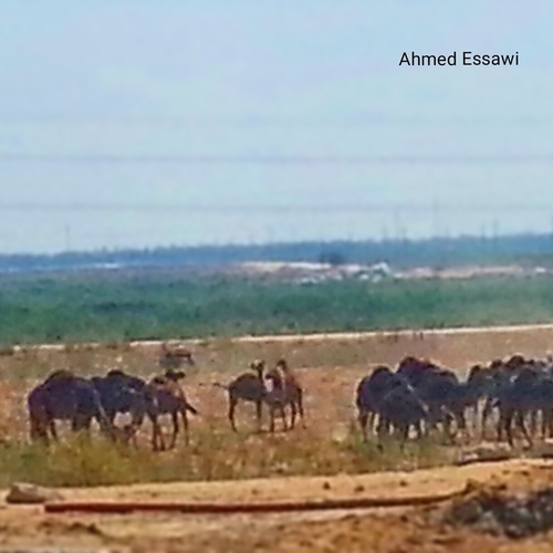 Dromedary Camel