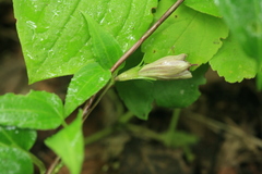 Tripterospermum trinervium