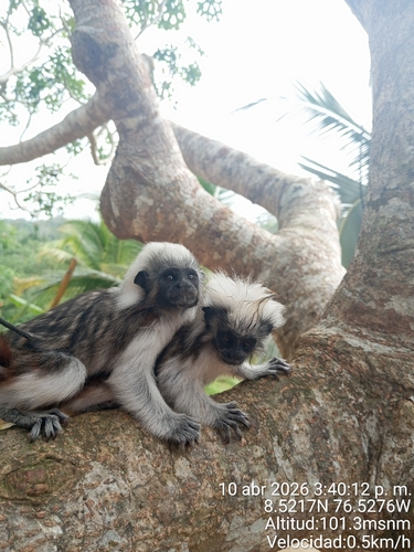 Cotton-headed Tamarin