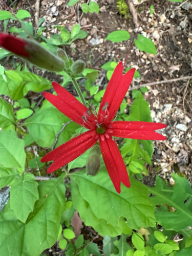 fire pink (Silene virginica)