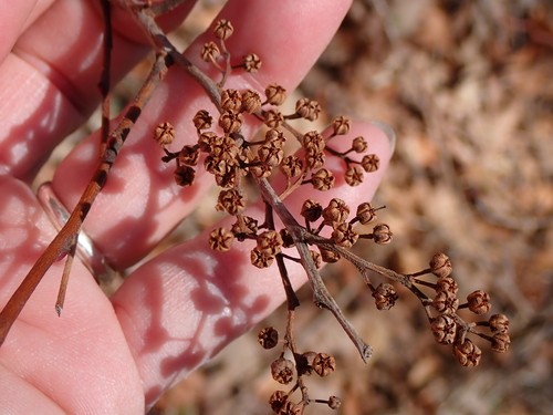 He-huckleberry (Lyonia ligustrina)