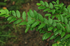 Ilex rugosa