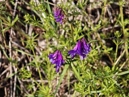 winter vetch (Vicia villosa)