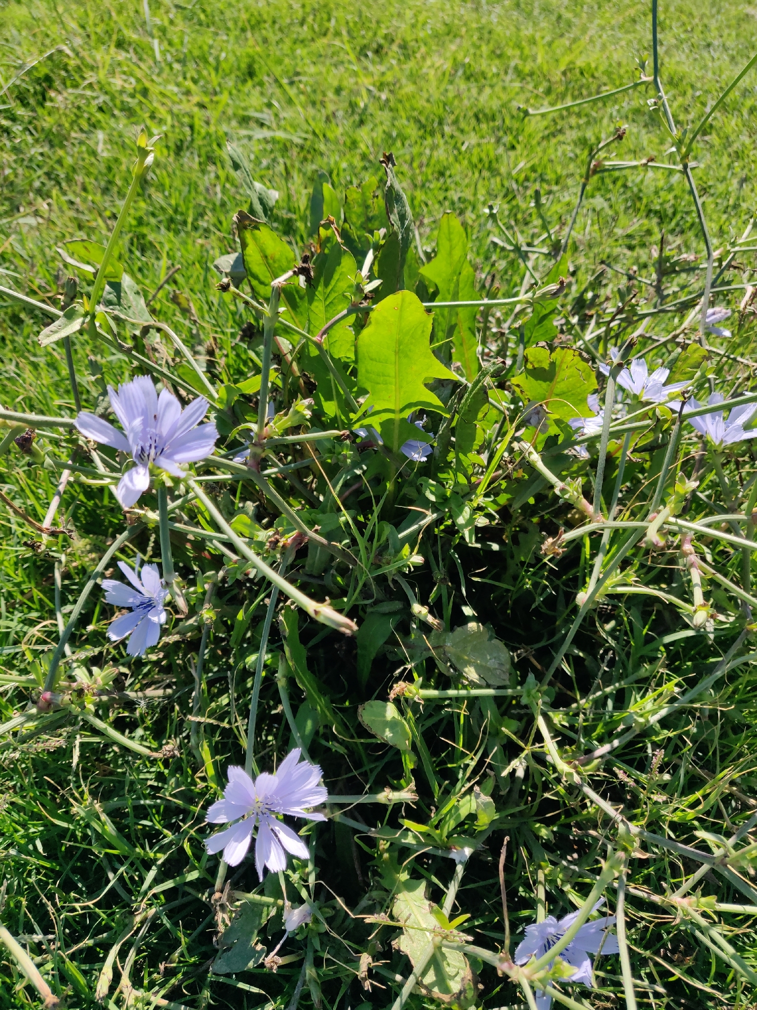 Chicory (Cichorium intybus)