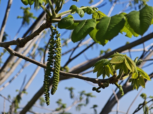 Japanese walnut (Juglans ailantifolia)
