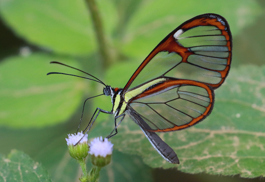 Ithomia agnosia zikani
