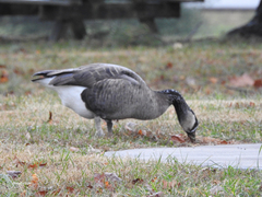 Anser anser × Branta canadensis