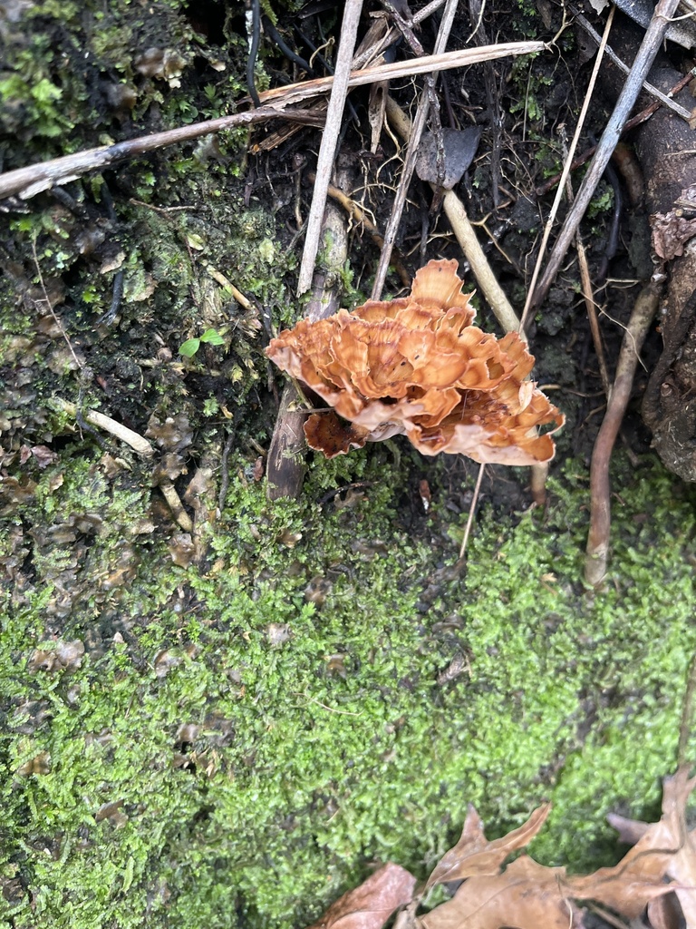 Podoscypha petalodes · June 2025 · photo: © sporeseeker (iNaturalist, cc0)