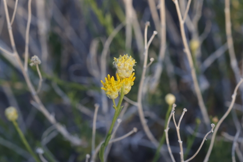 Rayless Goldenhead (Acamptopappus sphaerocephalus)