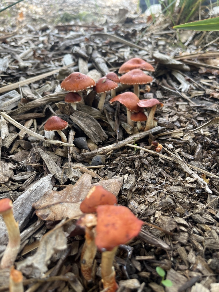 Leratiomyces ceres · April 2026 · photo: © sporeseeker (iNaturalist, cc0)