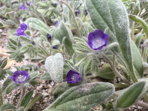 Washoe Phacelia (Phacelia curvipes)