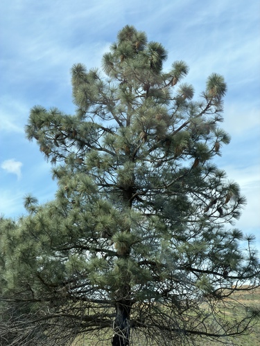 Bigcone Pine (Pinus coulteri)
