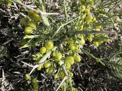 Spiny Menodora (Menodora spinescens)