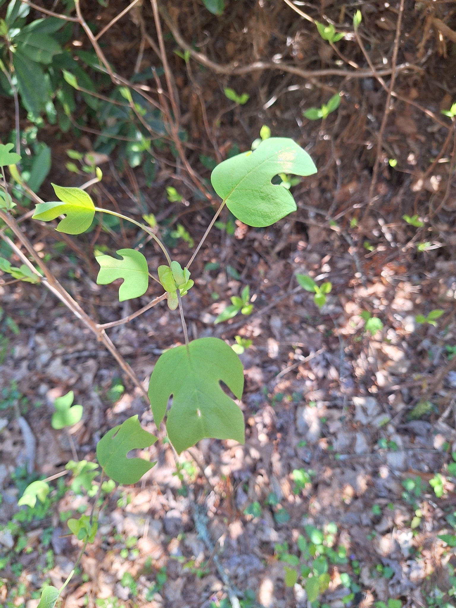 American Tuliptree (Liriodendron tulipifera)