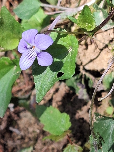 Long-spurred violet (Viola rostrata)