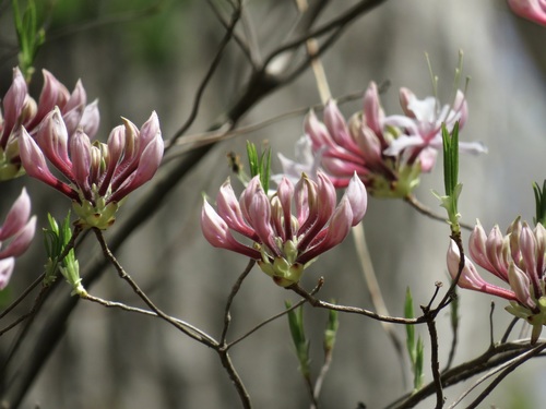 Pinxter Flower (Rhododendron periclymenoides)