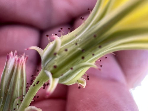 yellow tack-stem (Calycoseris parryi)