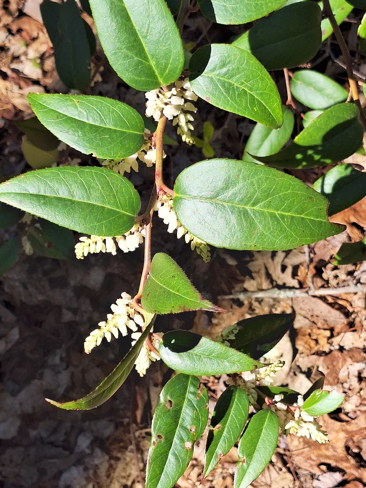 Dog-Hobble (Leucothoe fontanesiana)