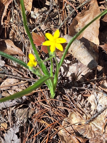 yellow star grass (Hypoxis hirsuta)