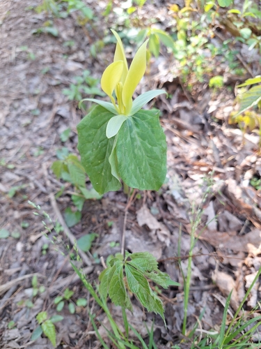 yellow wakerobin (Trillium luteum)