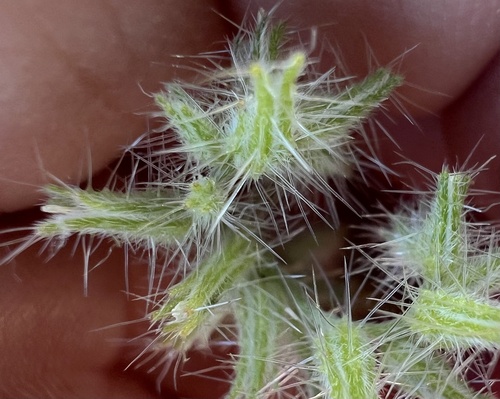 Nevada Cryptantha (Cryptantha nevadensis)