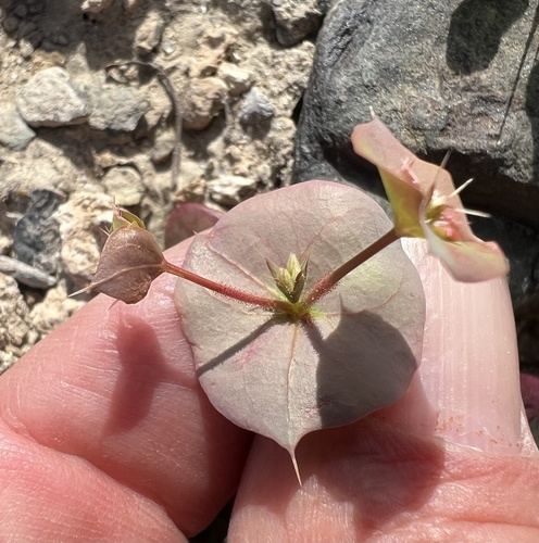desert saucers (Oxytheca perfoliata)
