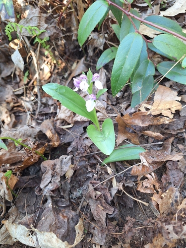showy orchis (Galearis spectabilis)