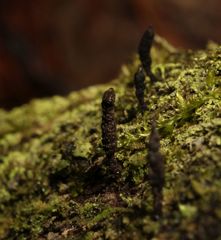 Xylaria longiana