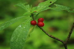 Daphne jezoensis