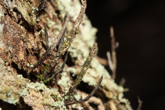 Xylaria longiana