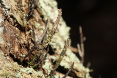 Xylaria longiana
