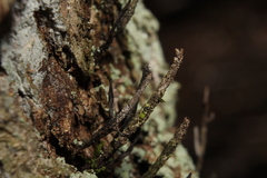 Xylaria longiana