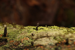 Xylaria longiana