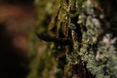 Xylaria longiana