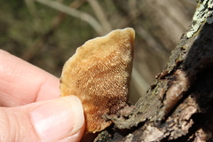 Steccherinum rawakense