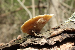 Steccherinum rawakense