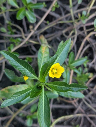 floating primrose-willow (Ludwigia peploides)